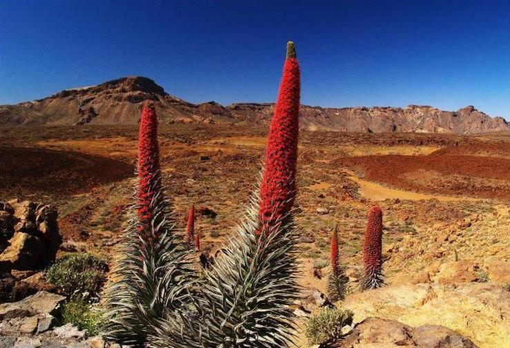 4 Santiago Playa Tenerife Estudio Плая де лас Америкас Екстериор снимка